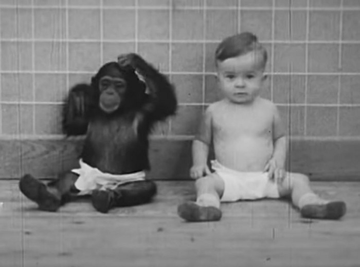 The Unknown Experiment Where a Chimp Was Raised as a Human