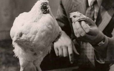 The Chicken That Lived a Year After Having His Head Chopped Off