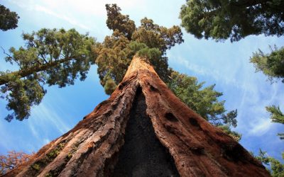 Climbing the Historical Roots of a 3,300-Year-Old Tree