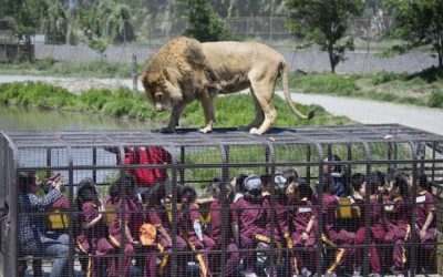 The Zoo That Locks Humans Instead of Animals in Cages