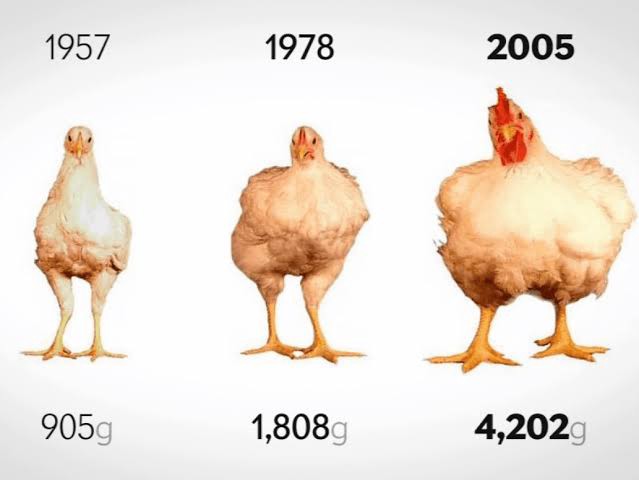 Chickens Today Are 4 Times Bigger Compared to 60 Years Ago