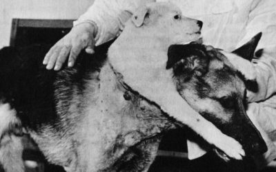 The Two-Headed Dog Experiment