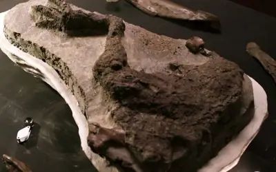 Fossil of Dinosaur Killed on the Day of Asteroid Strike Discovered