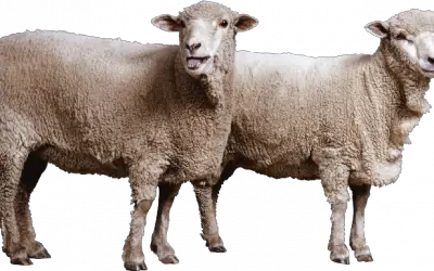 The Forgotten Controversy Behind the World’s First Cloned Animal