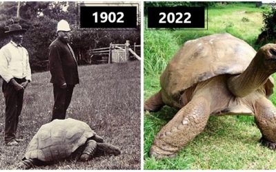 190-Year-Old Tortoise Becomes the World’s Oldest Living Animal