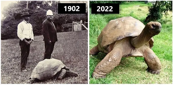 190-Year-Old Tortoise Becomes the World's Oldest Living Animal | History of  Yesterday