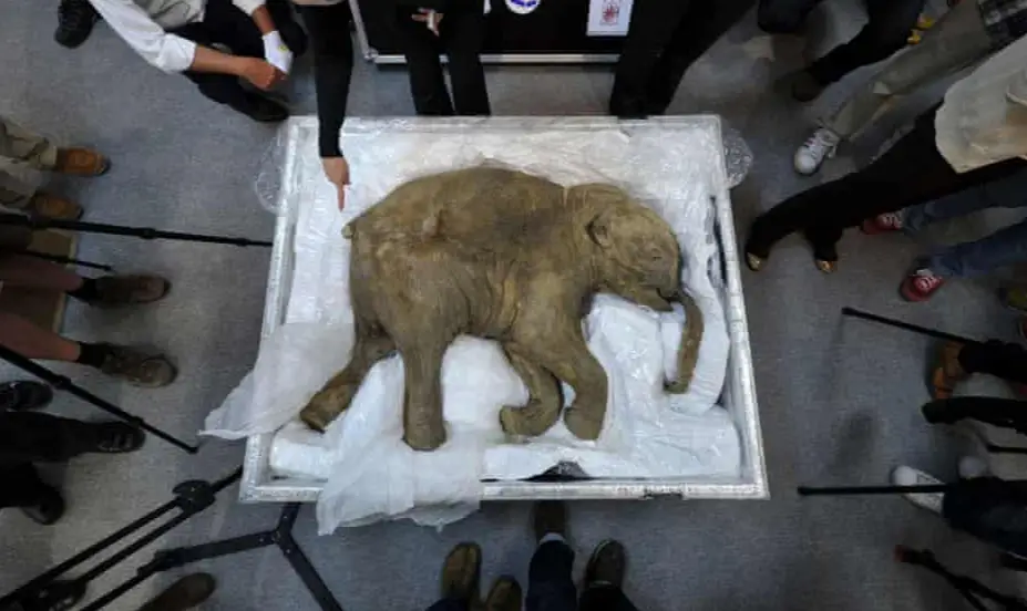 This 5 Million-Year-Old Woolly Mammoth Is Being Brought Back to Life