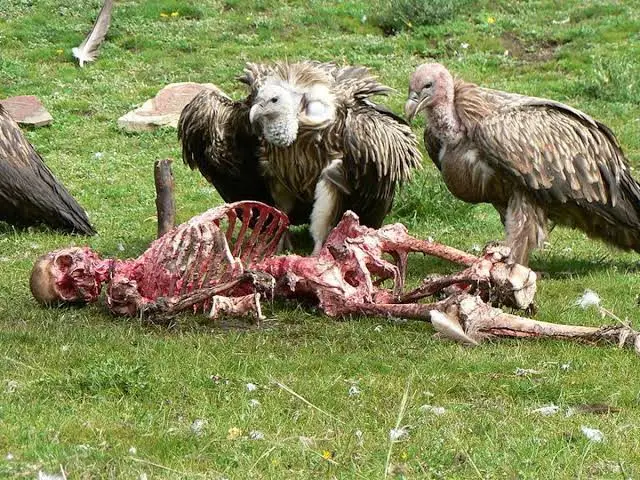 Vultures feeding on a corpse