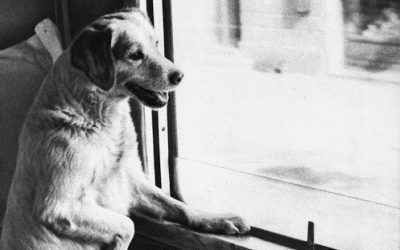 The Funny And Uplifting Story Of The Railway Dog