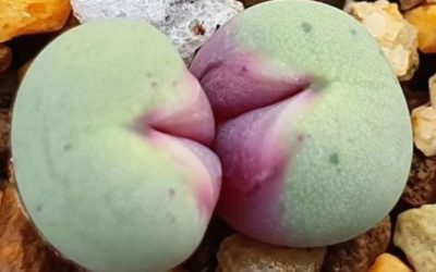 Conophytum: The Plant With Human Lips