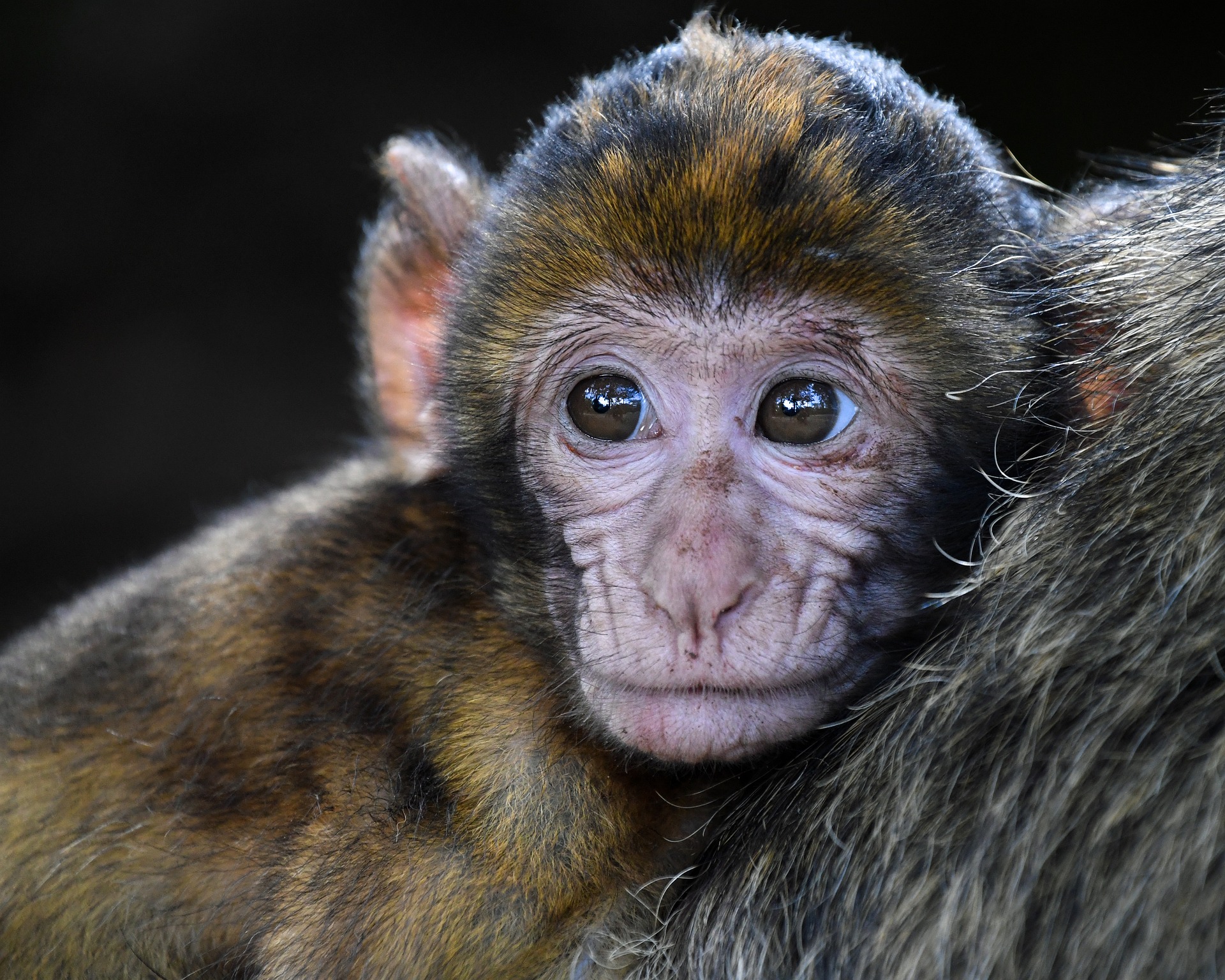 Monkey Smiling (Source: Christel SAGNIEZ from Pixabay)