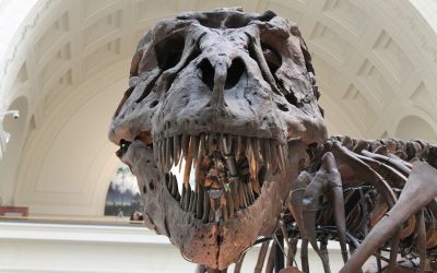New Study Shows That Dinosaurs Were Destined To Become Extinct