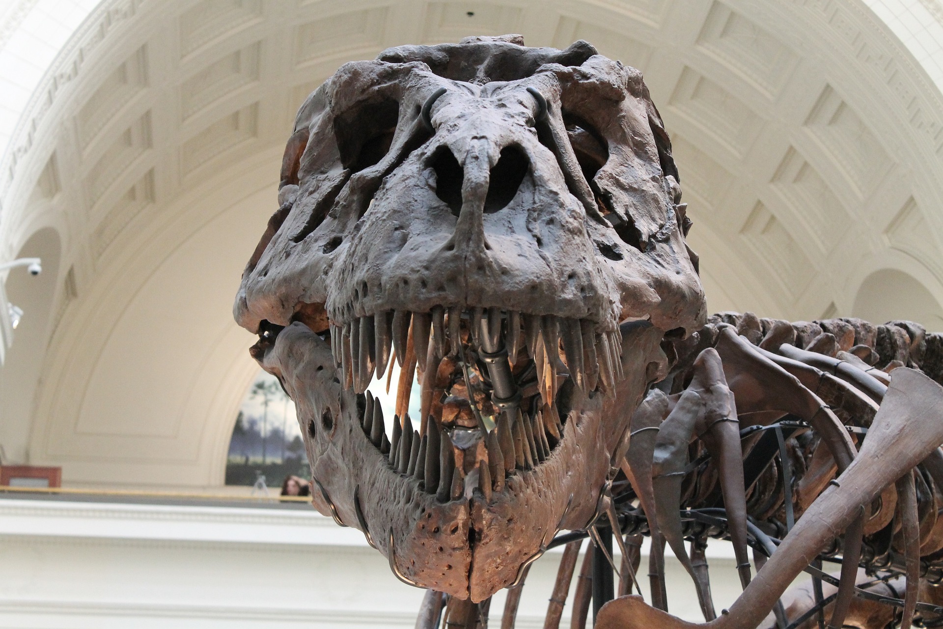 new-study-shows-that-dinosaurs-were-destined-to-become-extinct