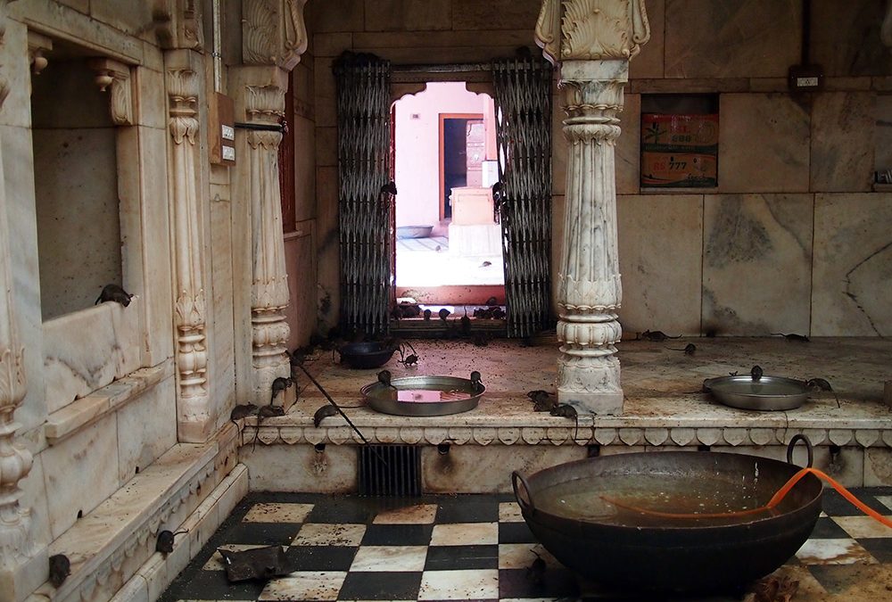 Karni Mata: The Strange Temple Where Rats Are Worshipped 