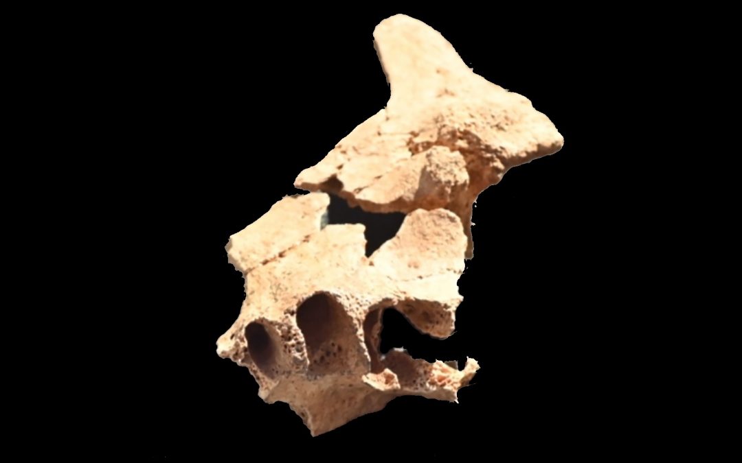 The 1.4 Million Years Old Skull Of The “First European” Has Been Found In Spain