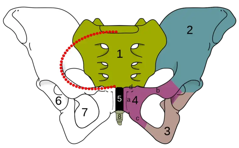 Skeletal pelvis-pubis diagram