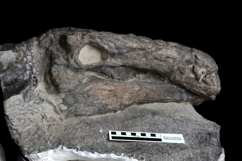 The head of the ankylosaur still partly encased in the concretion it was discovered in
