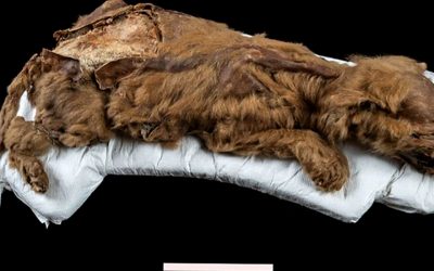 A 57,000-Year-Old Cub, the Most Complete Ice Age Wolf Specimen Yet Discovered