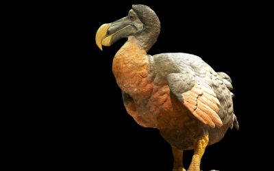 De-Extinction Company Wants To Bring Back the Amazing Dodo Bird