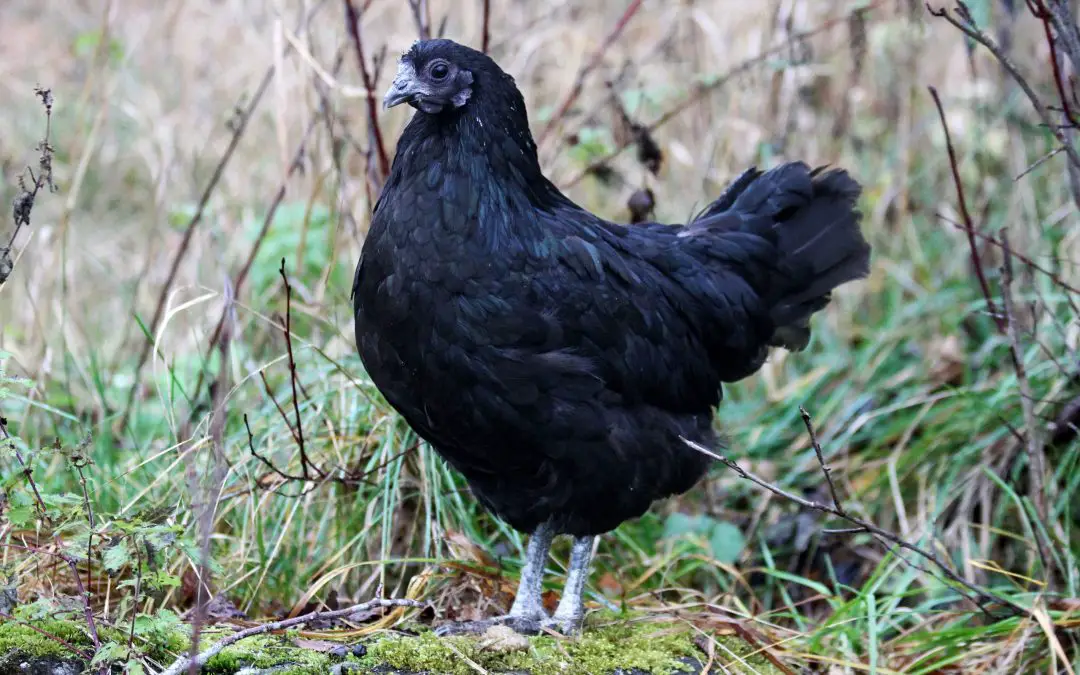 Ayam Cemani: The Majestic All Black Chicken
