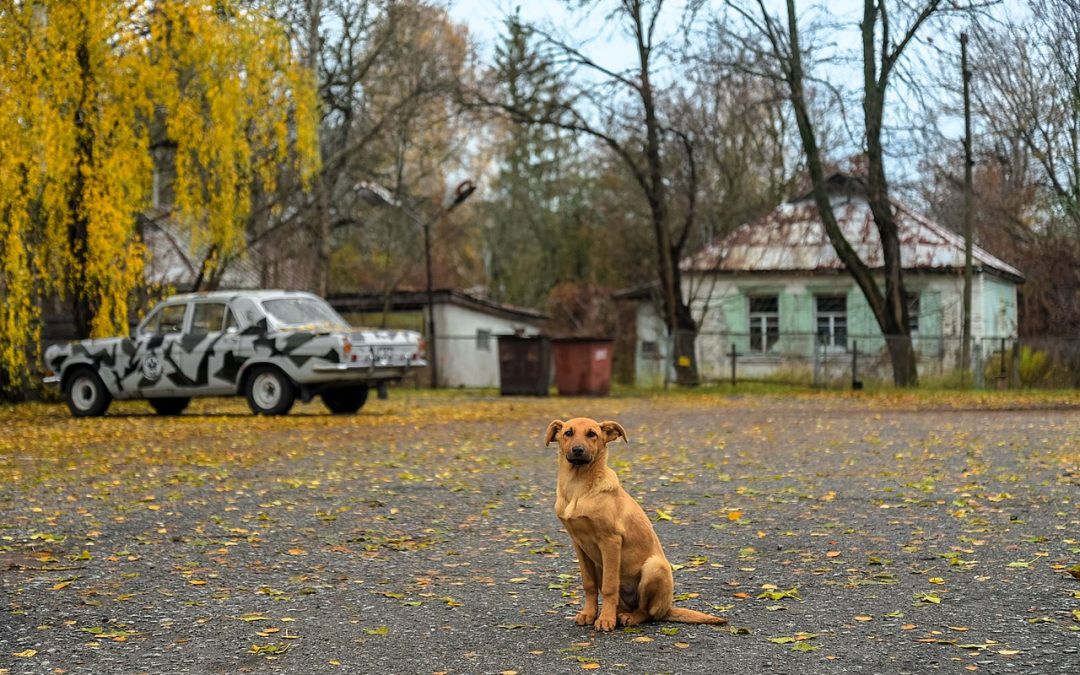 Mutated Dogs Are Roaming the Streets of Chernobyl