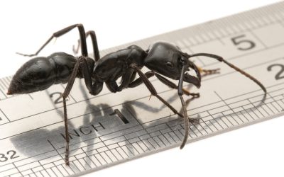 Biggest Ant In The World The Size Of A “Tarantula”
