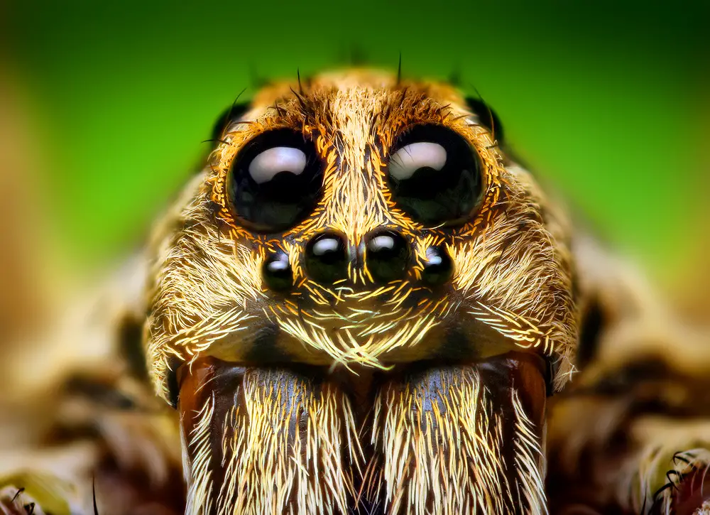 Eye Arrangement of a Hogna Wolf Spider