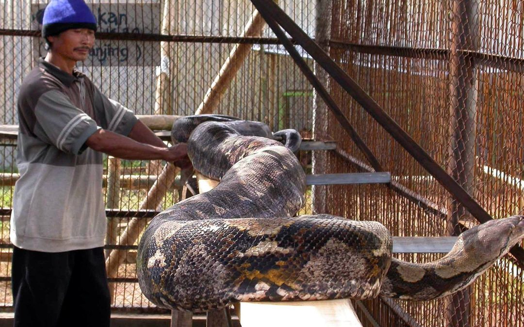 The 54 Year Old Woman Who Was “Swolen” By A 23 Feet Long Python