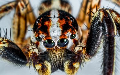 Here Is How Spiders Can Sense The Camera Focus System