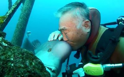 The Strange 30 Year-old Relation Between A Fish And A Diver