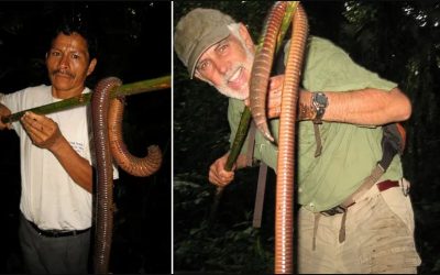 People Are Amazed By This Worm The Size Of Snake