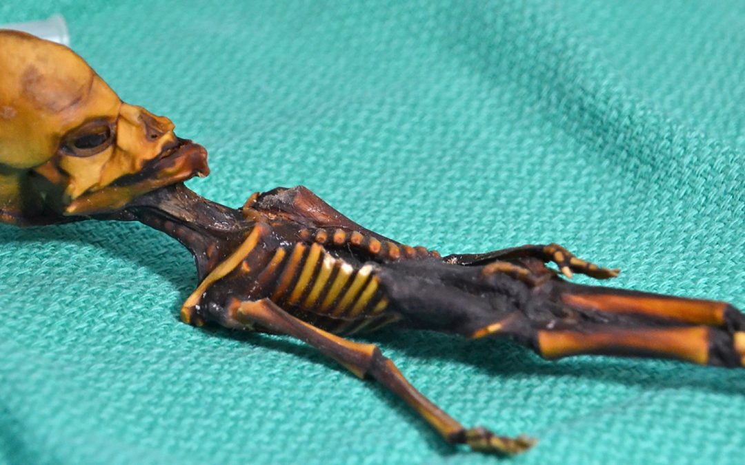 The Sad Story Of The Alien Mummy Found In Chile