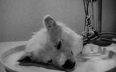 Soviet Scientists Managed To Keep A Dog’s Chopped Head Alive