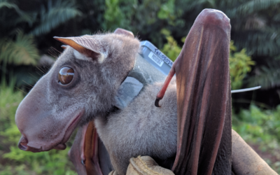 The Hammer Head Bat’s Remarkable Features: An Evolutionary Triumph