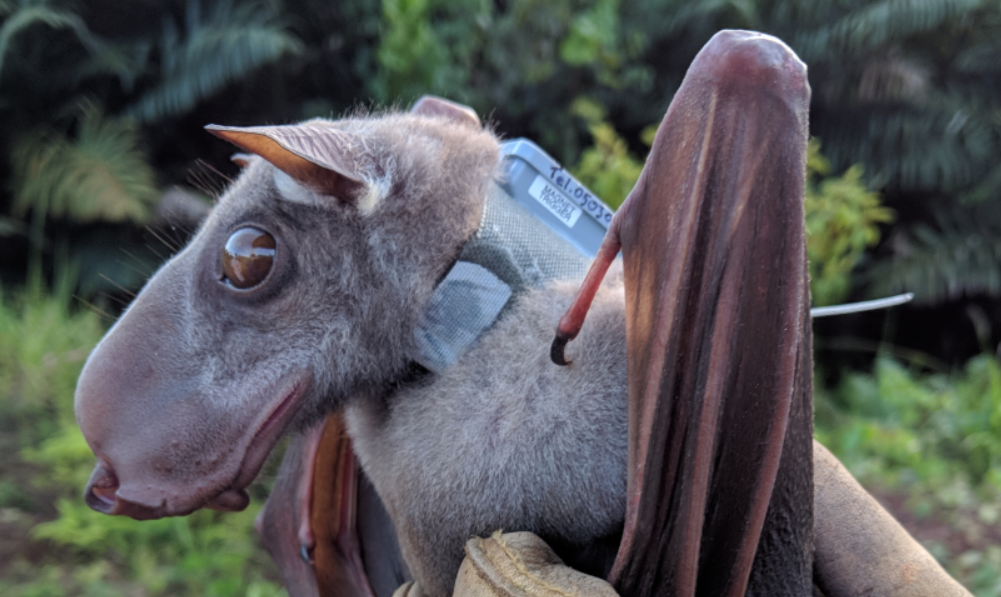 The Hammer Head Bat’s Remarkable Features: An Evolutionary Triumph