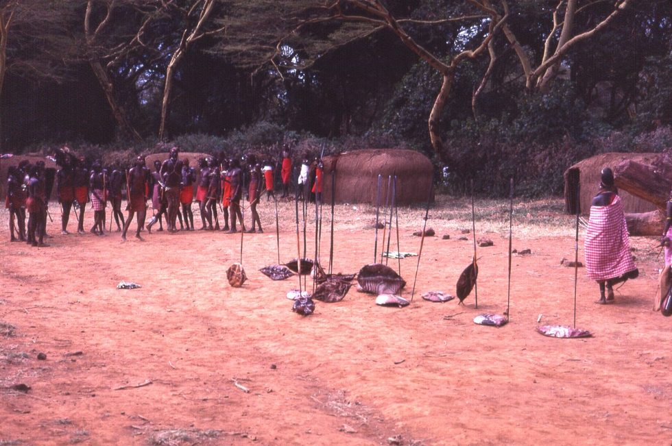 Oldest Lion In The World Speared To Death In Kenya - History of Yesterday