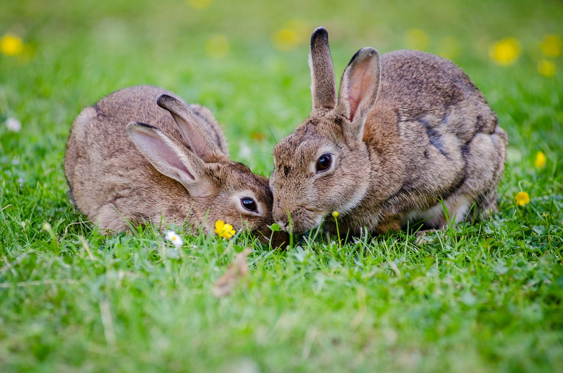 european-rabbits-bunnies-grass-wildlife.jpg