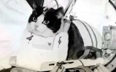 Felicette: The Only Cat To Be Sent To Space