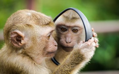 Monkeys Have Reached Stone Age And Are Evolving To Human Inteligence