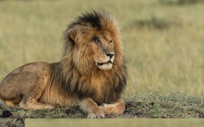 Oldest Lion In The World Speared To Death In Kenya
