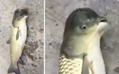 Strange Fish With The Head Of A Bird Caught In China
