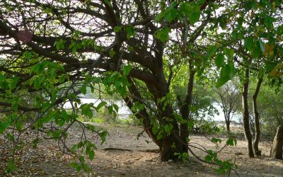 Manchineel: The Tree Of Death That Kills Anyone Near It