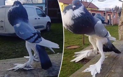 New Species Of “mutant Pigeon” Discovered