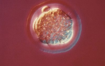 Scientists Have Created The First Synthetic Human Embryos