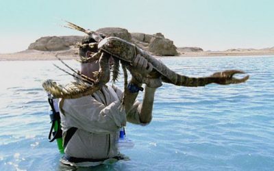 Extinct 2 Meter Long Sea Scorpion Species Discovered In Australia
