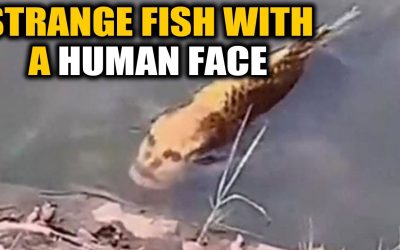 Exploring The Remarkable Story Of Human Face Fish Species