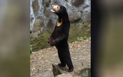 China’s “Half Human-Half Bear” Has The World Tricked