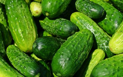 Cucumbers Used to be Called “Cowcumbers