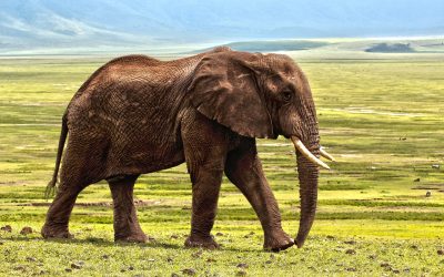 In Ancient Asia, Death by Elephant was a Popular Form of Execution