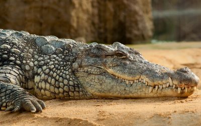 100 Million Years Ago, the Sahara Desert was Inhabited by Galloping Crocodiles